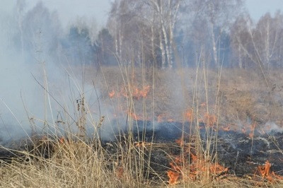 Правительство рассмотрит возможность расторжения договоров с арендаторами леса из-за пожаров