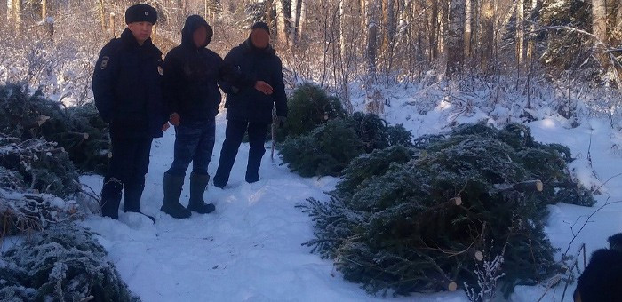 Банду черных лесорубов осудят на Алтае за незаконную заготовку новогодних деревьев