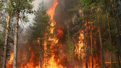 МЧС и противопожарная служба Вологодчины усилят контроль за лесопожарной обстановкой